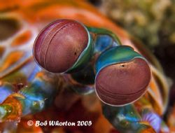 Betty Davis Eyes... Mantis Shrimp, Northern Sulawesi. F81... by Dr Bob Whorton 